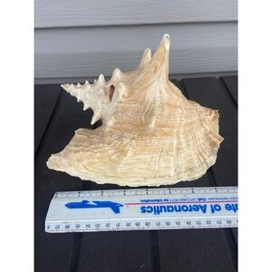 Large Queen Conch Shell 9 Inch Pink Inner Coastal Nautical Decor Grand Caymens